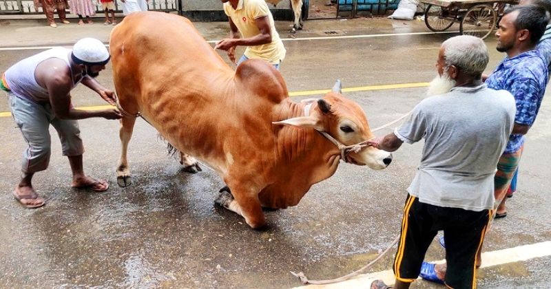 কোরবানি ও পাশবিকতা